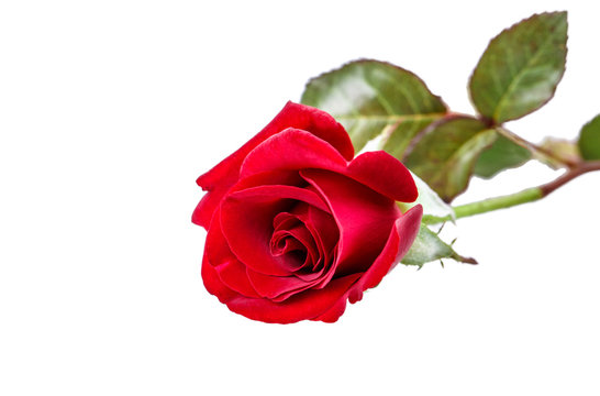 flower red rose