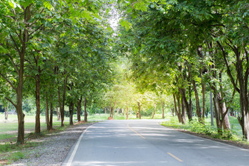Obraz premium Road with trees and afternoon light.