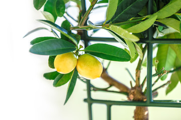lemon pot plant