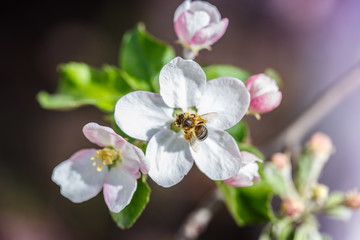 Fototapeta premium flower garden bee