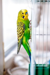 Fototapeta premium parrot bird cage