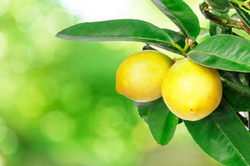 lemon tree green bokeh