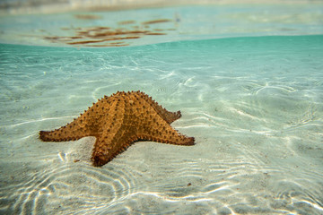 stella marina in fondo al mare