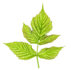 raspberry leaf isolated on white background
