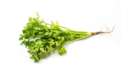 Coriander on white background  
