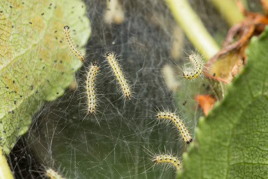 Pest caterpillars on silk, Hyponomeuta malinella