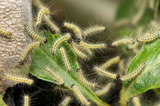 Pest caterpillars on silk, Hyponomeuta malinella