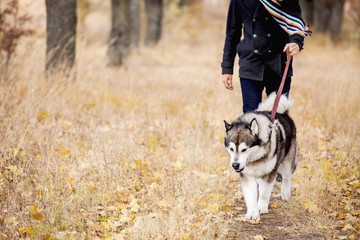 man walking with a dog Husky