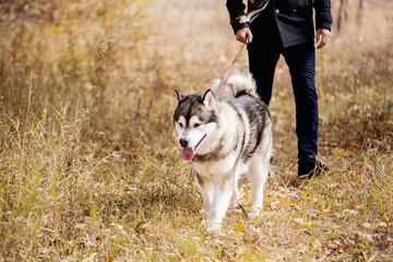 man walking with a dog Husky © scharfsinn86