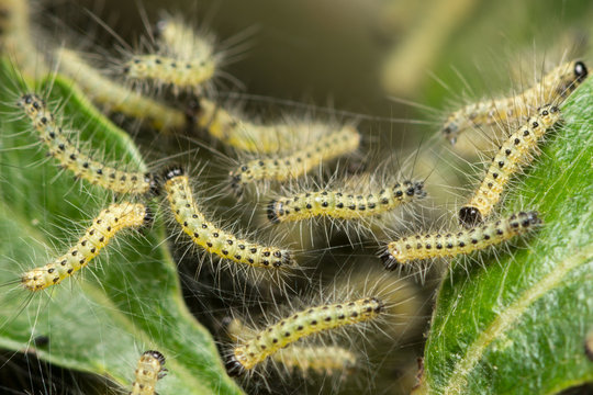 Silk worms