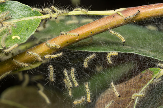 Pest caterpillars on silk, Hyponomeuta malinella