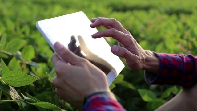 Young farmer is working on a tablet in the field