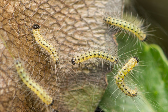 Pest caterpillars on silk, Hyponomeuta malinella