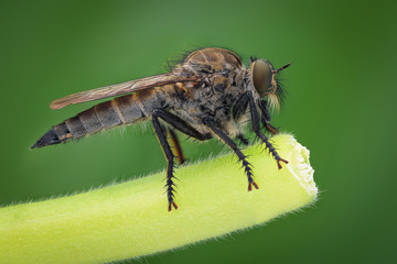 Extreme magnification - Robber fly, side view