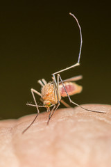 Mosquito on human skin drinking blood
