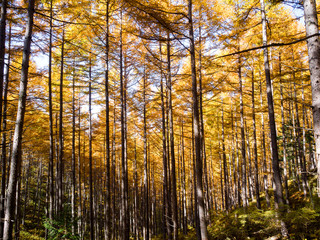 Tall birch and aspen trees in autumn season,Minami South Alps, Japan