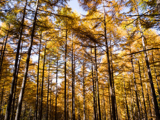 Tall birch and aspen trees in autumn season,Minami South Alps, Japan