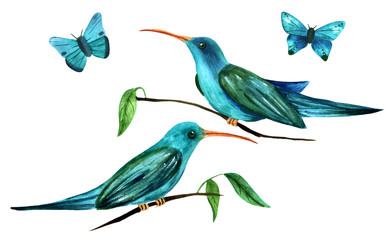 Obraz premium Teal blue watercolor colibri birds (hummingbirds) and butterflie