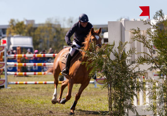 saut d'obstacles, chevaux de course