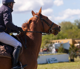 saut d'obstacles, chevaux de course