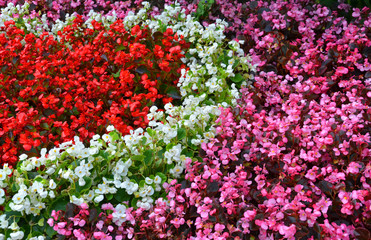 Eis-Begonien, Semperflorens-Begonien