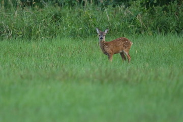 Roe deer young on the magical green grassland, european wildlife, wild animal in the nature habitat, deer rut