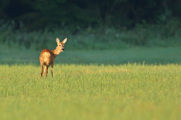 Roe deer female on the magical green grassland, european wildlife, wild animal in the nature habitat, deer rut, beautiful sunset