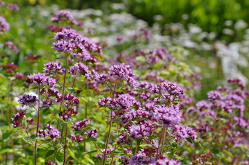 Oregano, eine beliebte Gewürzpflanze - Oregano, a popular spice plant