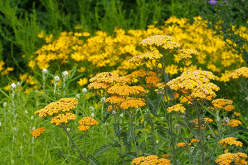 Garten-Schafgarbe in gelb - Fernleaf Yarrow in garden