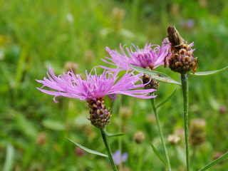 Purple flower in grass