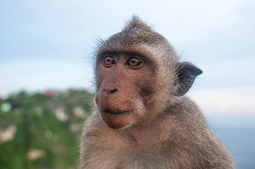 Monkey omnivorous mammal herbivore