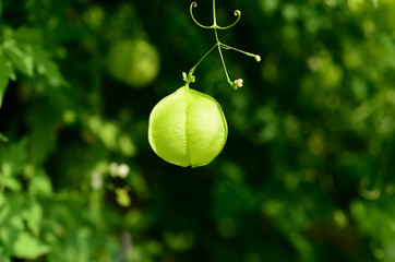 balloon vine plant
