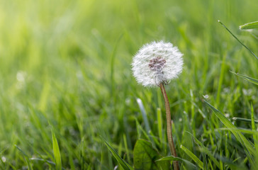 Single dandelion seed head in grass