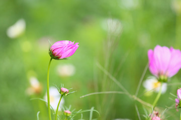 Beautiful flower in the garden with sunlight, Nature background and colorful with empty area for text, Flower growing in winter and summer season in beautiful garden or private garden.