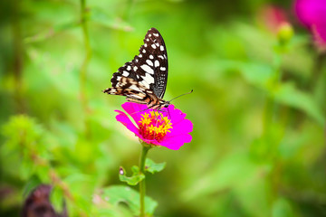 Fototapeta na wymiar Butterfly in garden and flying to many flowers in garden, Beautiful butterfly in colorful garden or insect farm, Animal or insect life in the nature and empty area for text to support presentation.
