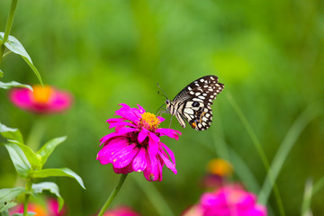 Butterfly in garden and flying to many flowers in garden, Beautiful butterfly in colorful garden or insect farm, Animal or insect life in the nature and empty area for text to support presentation.