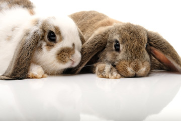 zwei hasen © Superingo