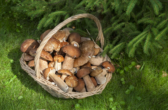 Mushrooms porcini  in the wicker basket on the green grass. Wicker basket with mushrooms. Mushrooms porcini. Mushrooms porcini in the forest.