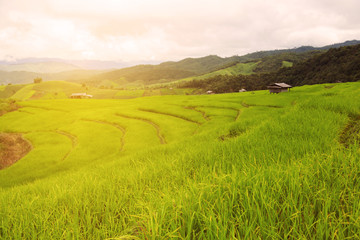 green Rice fields on terraced in Thailand, rice field or rice terraces in the mountain and travel place for relax and feeling nice, rice field in the nature and nature background for presentation.