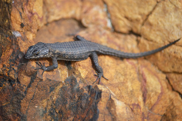 Lizard, Cape Point, South Africa