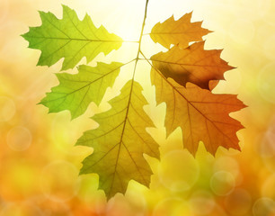Autumn leaves of oak tree
