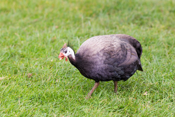 Free range chickens on farm.