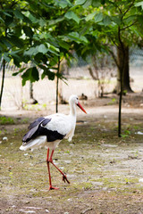 Fototapeta premium Stork on the wild park field.