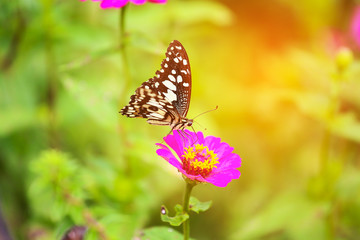 Fototapeta na wymiar Butterfly in garden and flying to many flowers in garden, Beautiful butterfly in colorful garden or insect farm, Animal or insect life in the nature and empty area for text to support presentation.
