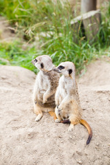 Meerkat, Suricata, suricatta also known as the suricate. Wildlif