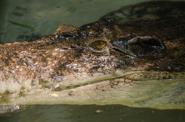 Fototapeta premium crocodile are semiaquatic and tend to congregate in freshwater h