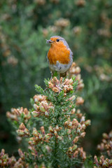 Robin with insects in his beak perched on gorse