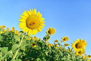 sunflower field