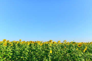 sunflower field