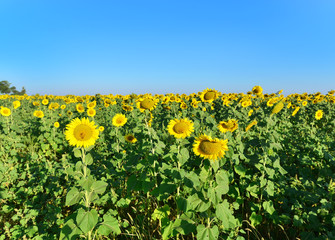 sunflower field